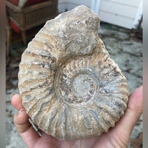Beautiful ammonite fossil